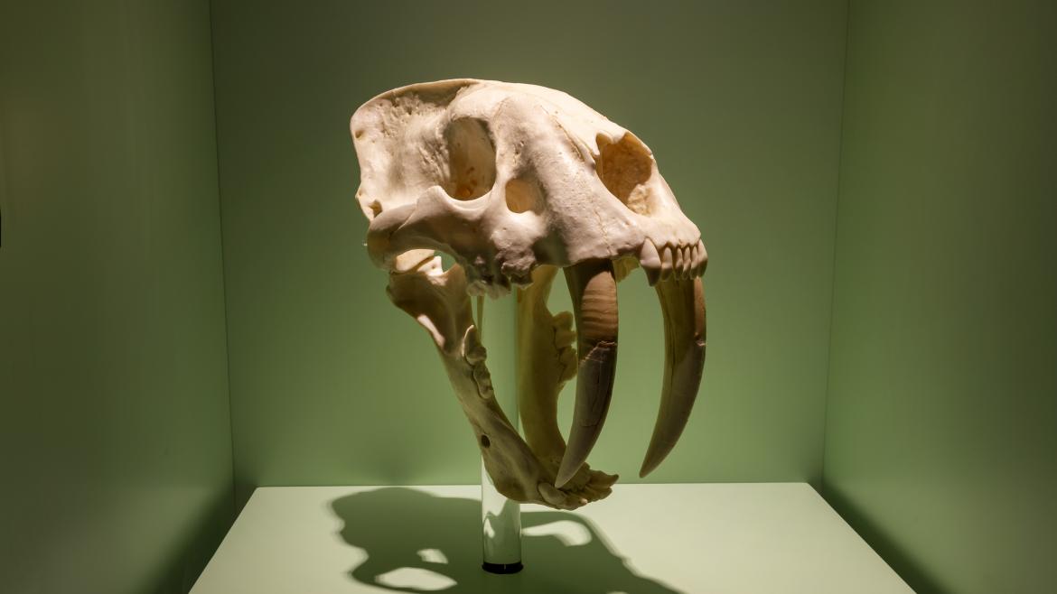 Imagen exposición "Dientes de sable"