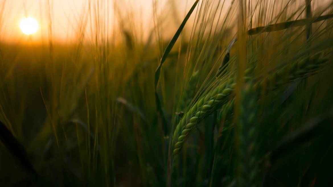La Comunidad de Madrid convoca nuevas ayudas para la comercialización de alimentos de proximidad Una siembra de trigo en un atardecer