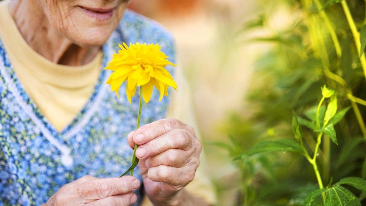 Botánica artística para el Alzheimer
