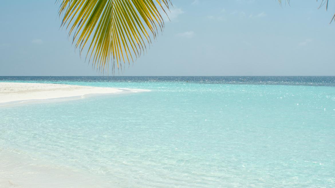 Palmera y playa desierta