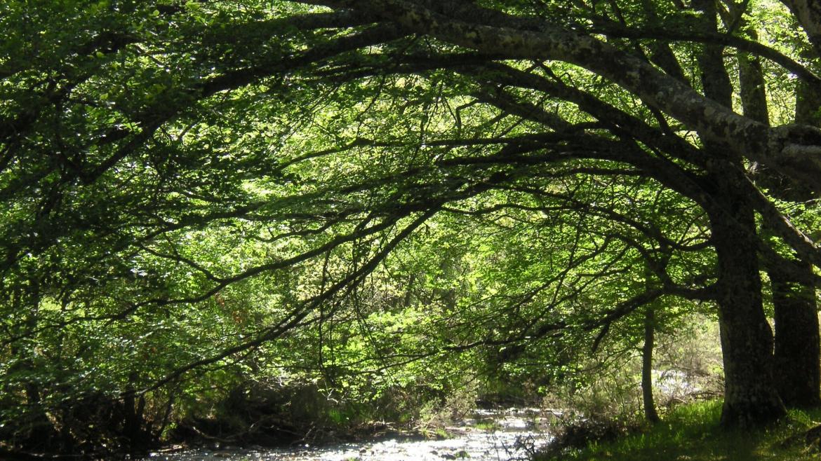 La Comunidad de Madrid organiza cerca de 200 actividades divulgativas gratuitas sobre la biodiversidad regional y su conservación Hayedo de Monjeto