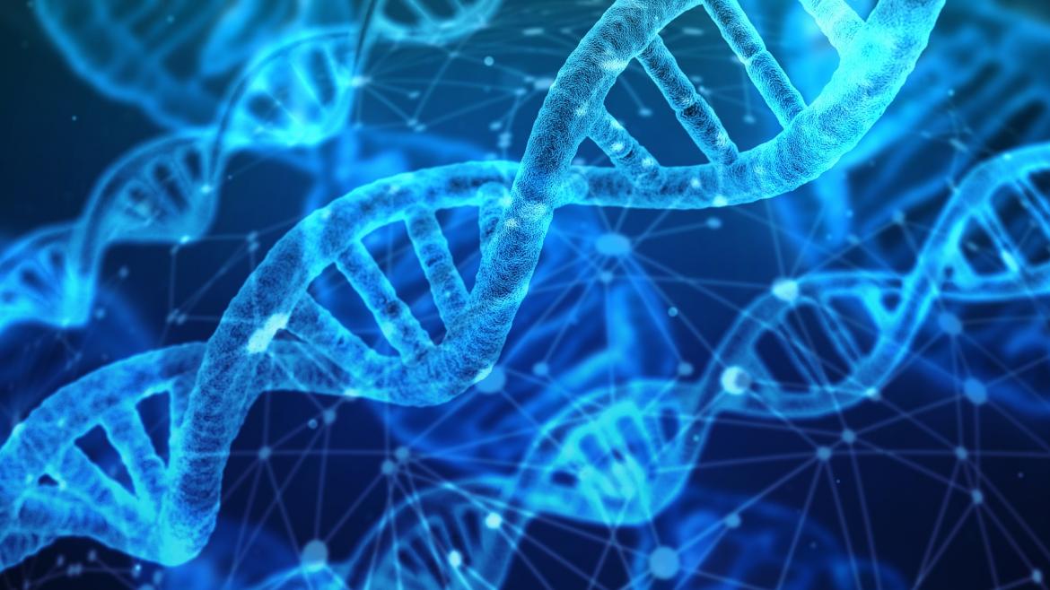 Cadena del ADN en un ser humano