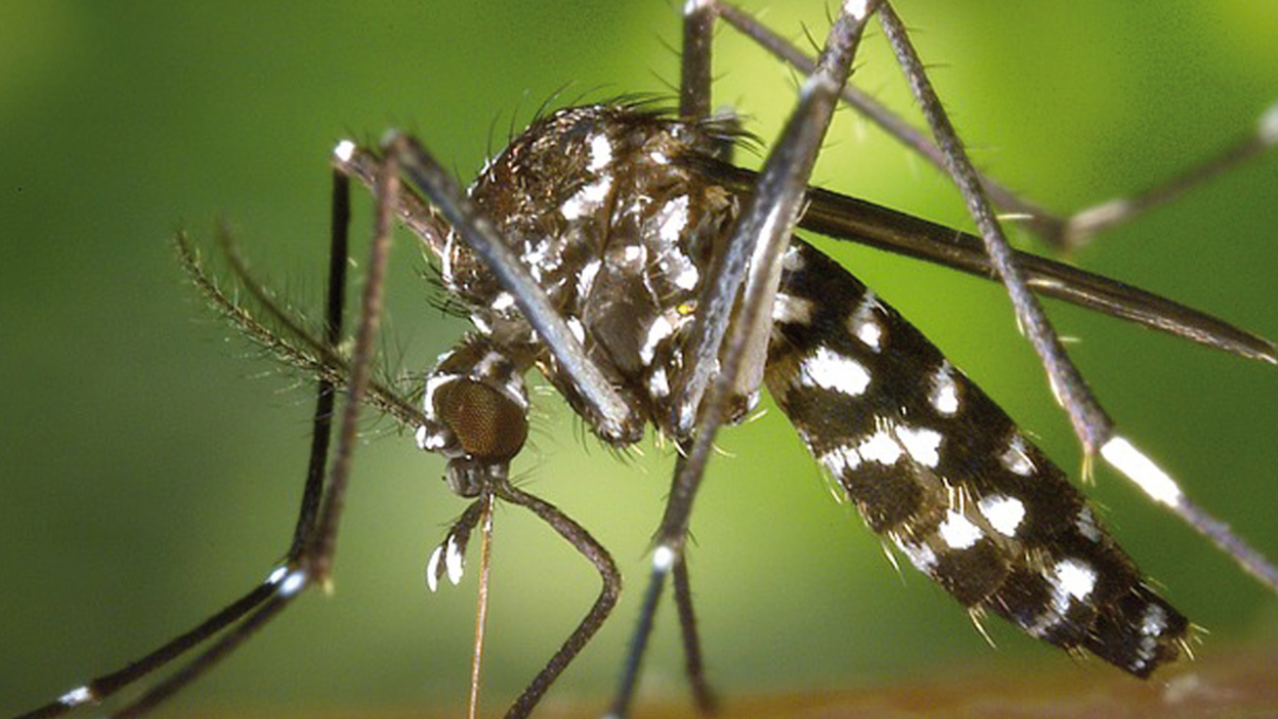 Mosquito tigre