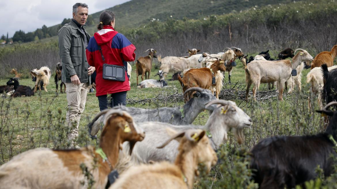 La Comunidad de Madrid aplica tecnología avanzada en el pastoreo para la prevención de incendios forestales El consejero Carlos Novillo en Berzosa del Lozoya