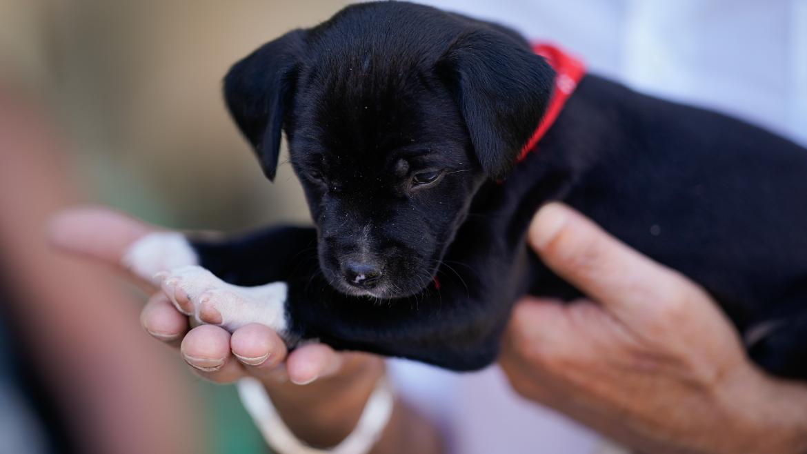 perro en adopción