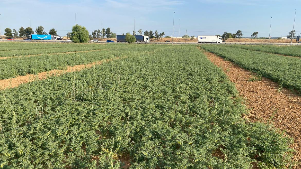 Campo de cultivo de garbanzo