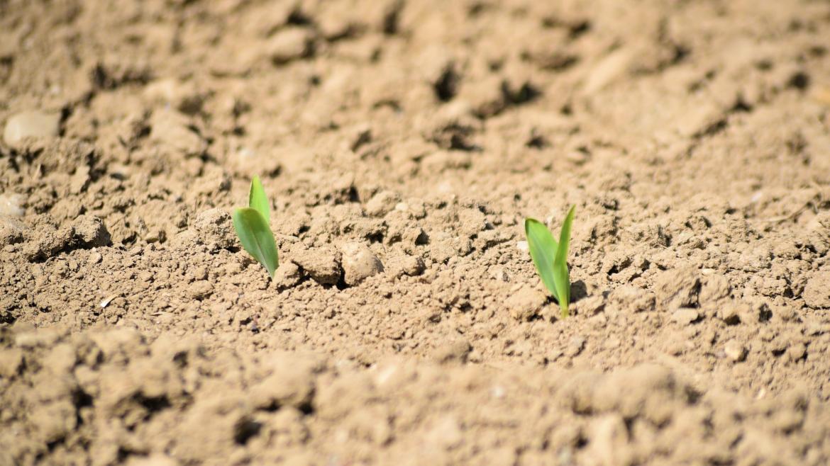 Imagen agricultura cereales