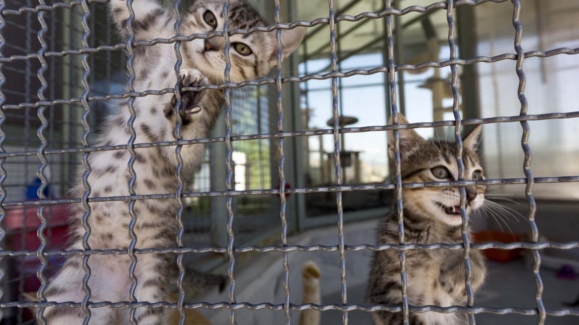 Una imagen del Centro Integral de Acogida de Animales (CIAAM) en Colmenar Viejo