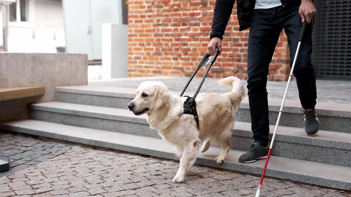 Persona con un bastón  y un perro guía