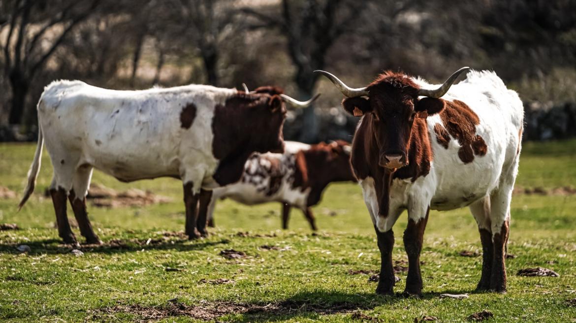 ganadería Vacas en el campo