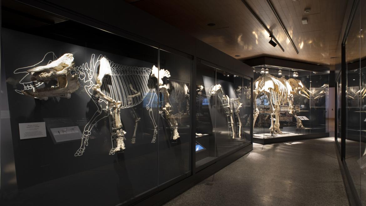 salas del Museo Arqueológico y Paleontológico regional Recreando Tarteso