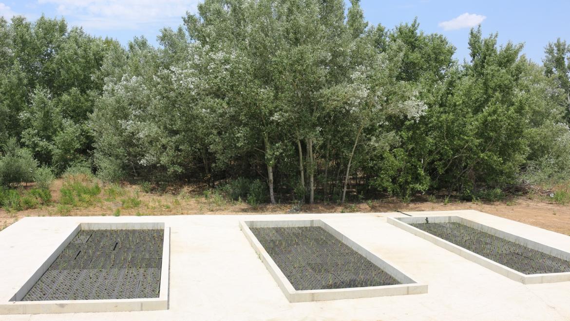La Comunidad de Madrid impulsa un proyecto piloto para depurar las aguas con plantas