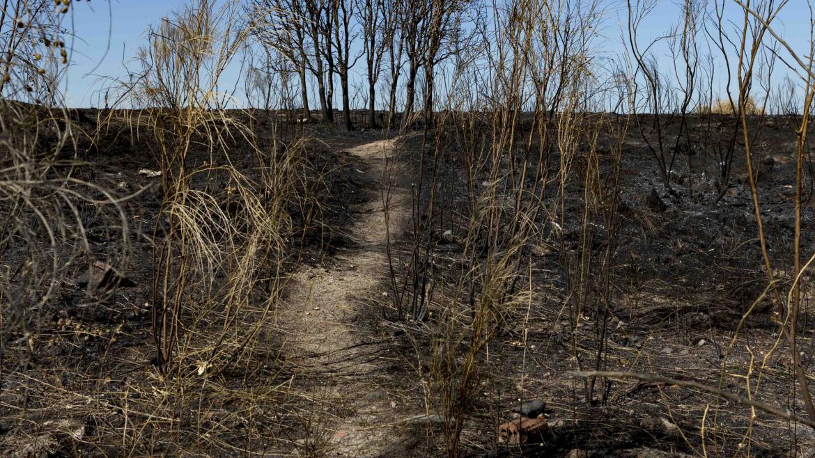 Bosque quemado