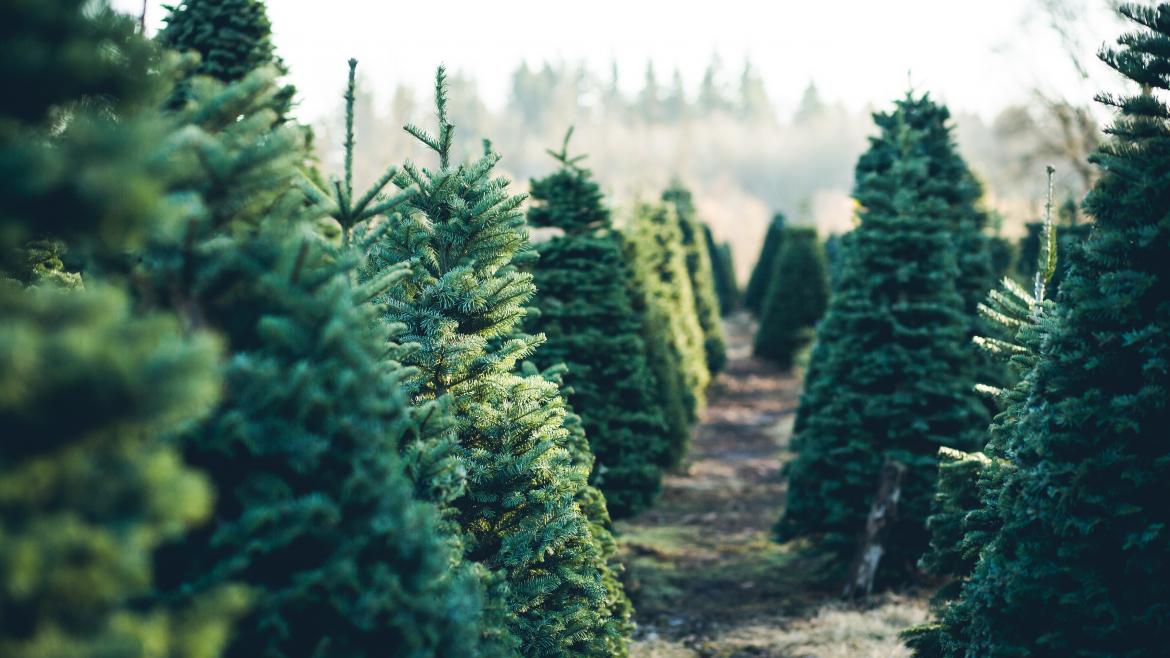 La Comunidad de Madrid recuerda la prohibición de plantar los abetos navideños tras el fin de las fiestas bosque de abetos