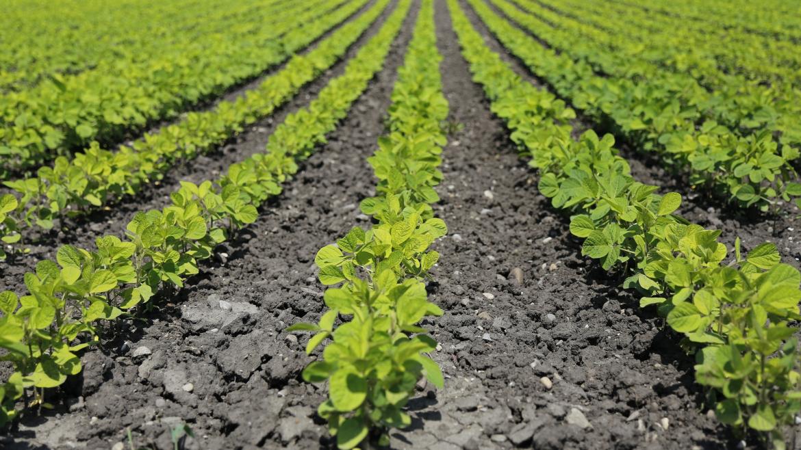 cultivo de verduras en surco