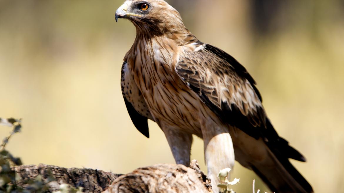Águila calzada posada sobre una roca Águila calzada en una roca