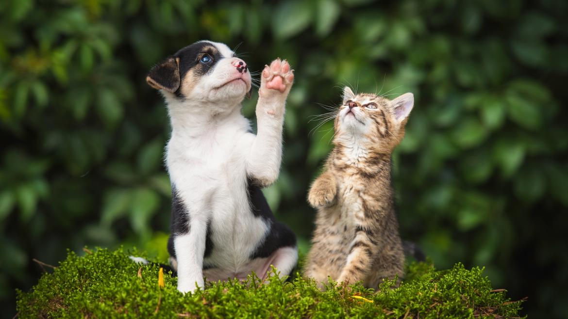 La Comunidad de Madrid refuerza la protección y bienestar de los animales de compañía