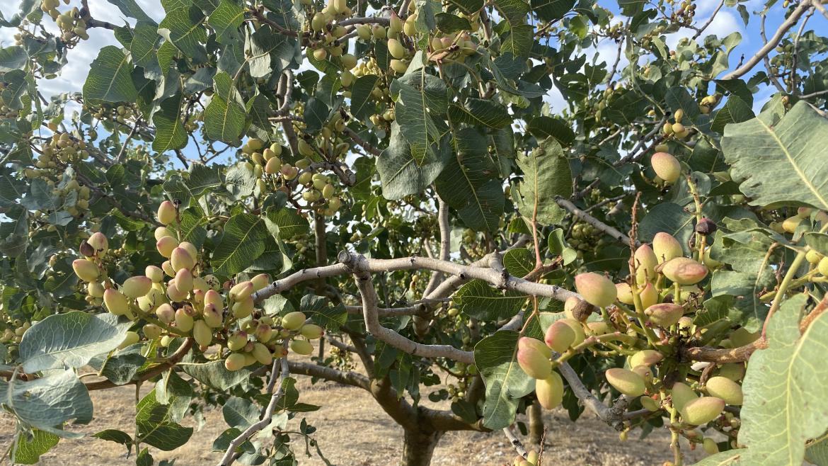 La Comunidad de Madrid lidera cinco proyectos de investigación relacionados con el pistacho para impulsar su rentabilidad Árbol con pistachos