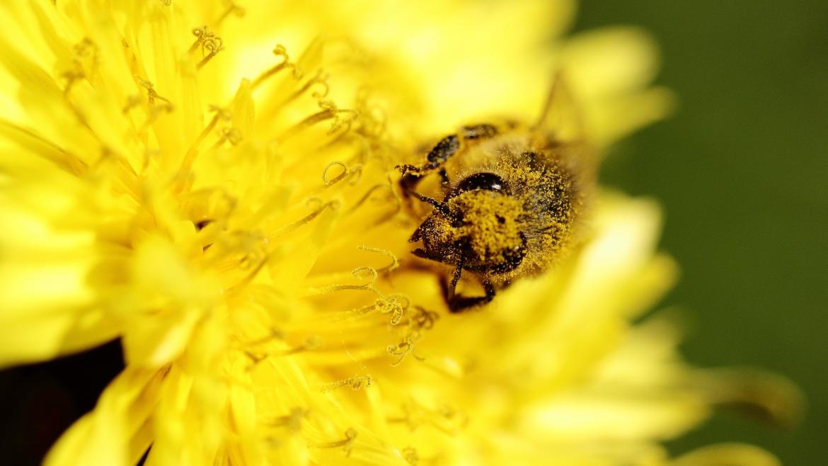 abeja sobre una flor con polen