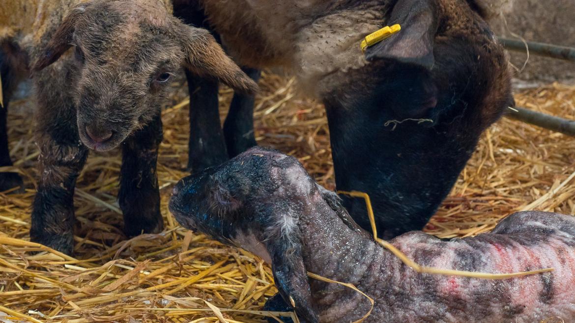 Cabra recién nacida en un establo