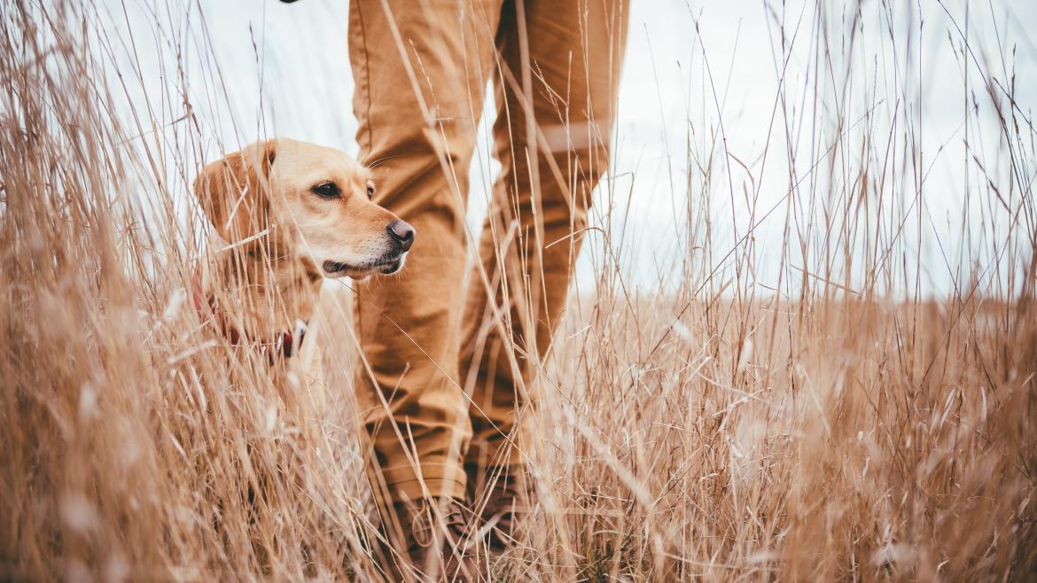 Facilitamos el control de las especies cinegéticas que provocan daños a la agricultura perro de caza junto a una persona