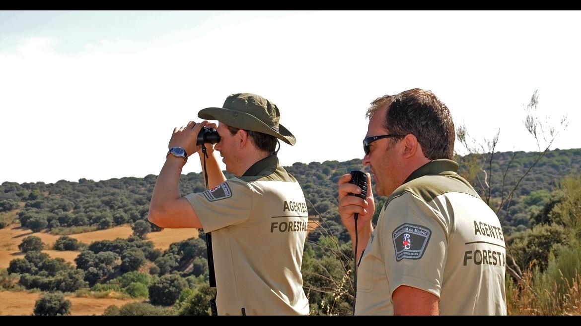 Vigilando el bosque Dos agentes prismáticos monte