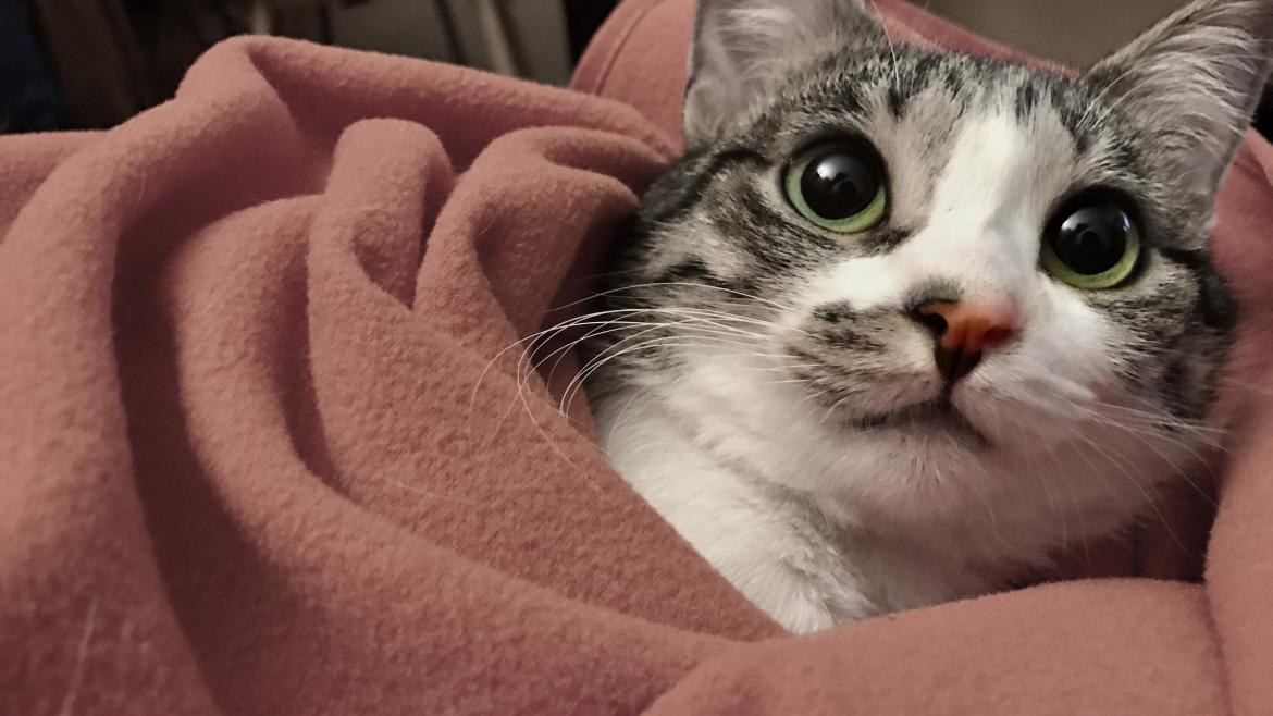 Gato