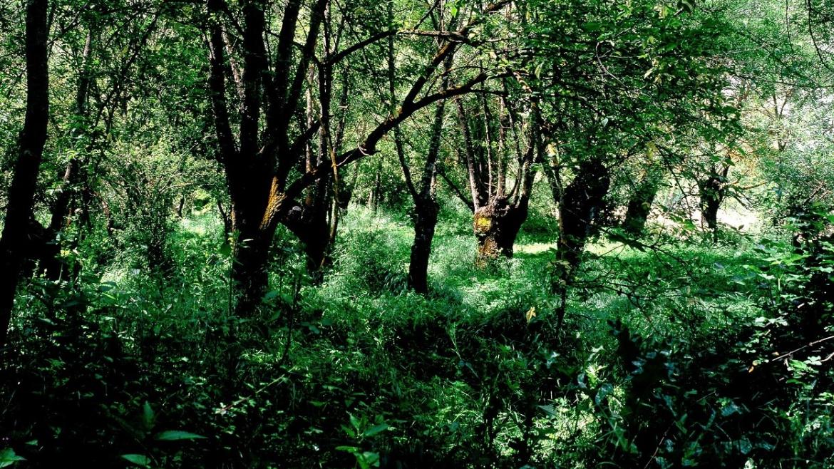 Árboles verde