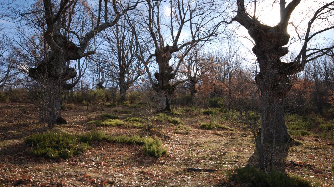 Dehesa de fresnos en la Sierra del Rincón