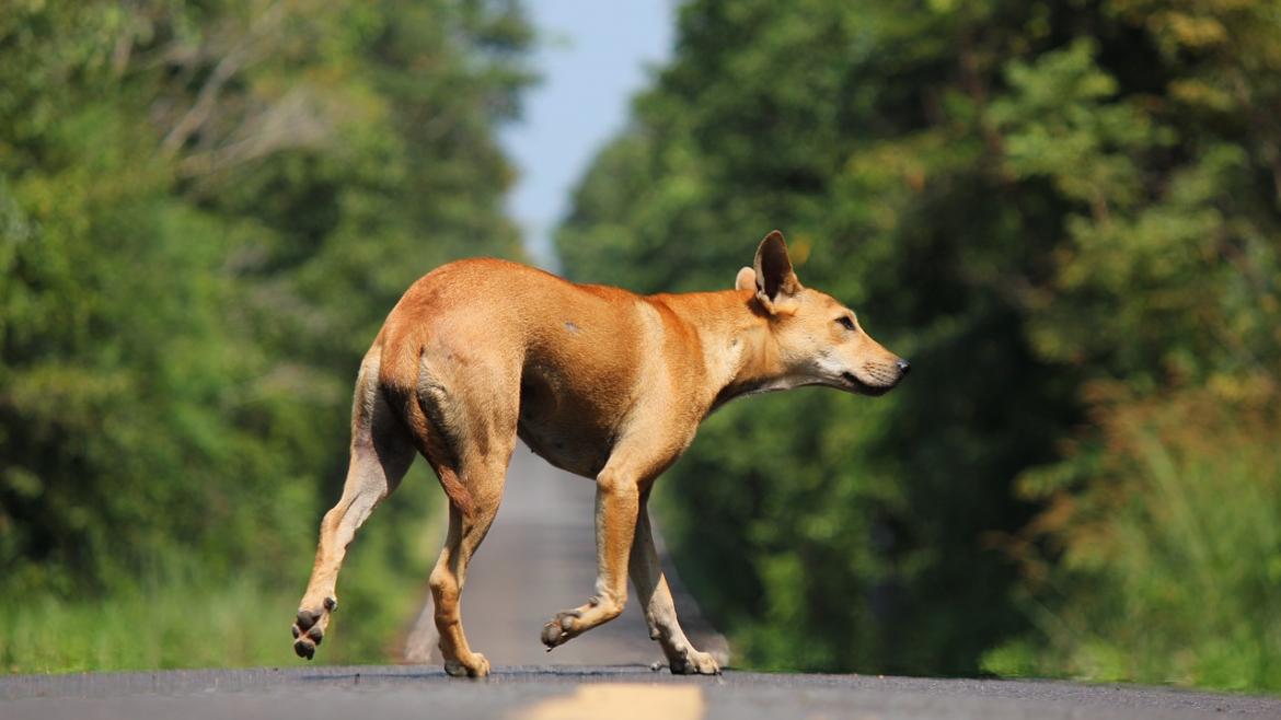 Foto perro carretera