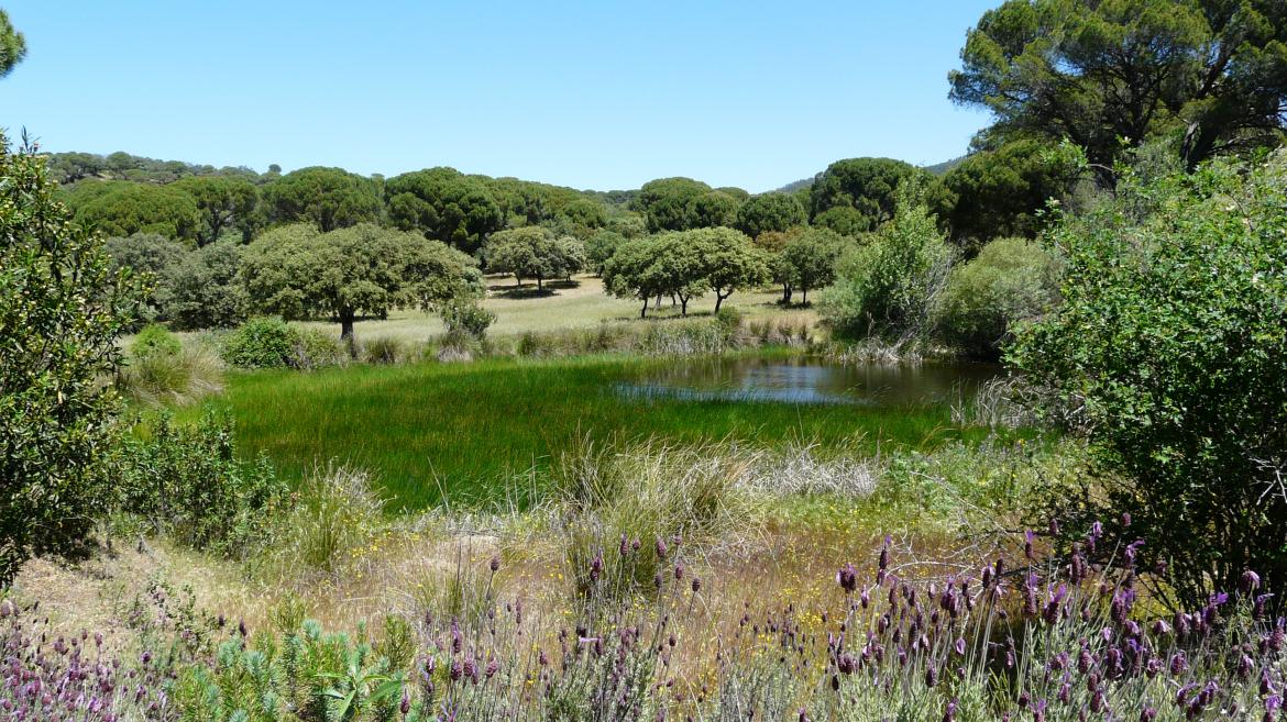 Vista ecosistema sierra oeste Paisaje de monte con encinas, charca con vegetación acuática y cantueso.