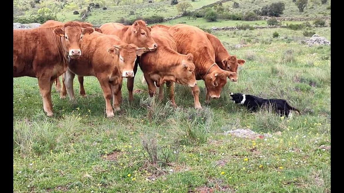 Perro y ovejas Perro guiando a ganado
