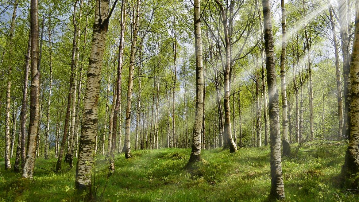 bosque de abedules troncos de un bosque de abedules en primavera permitiendo el paso de un haz de luz del sol