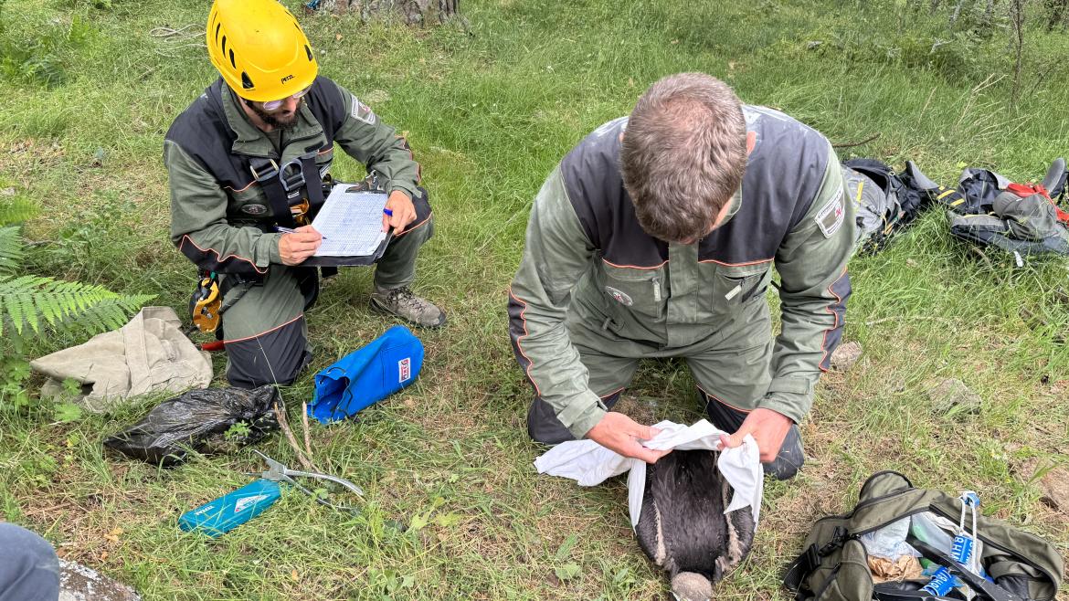 El Grupo de Intervenciones en Altura de los Agentes Forestales anillan crías de buitre negro