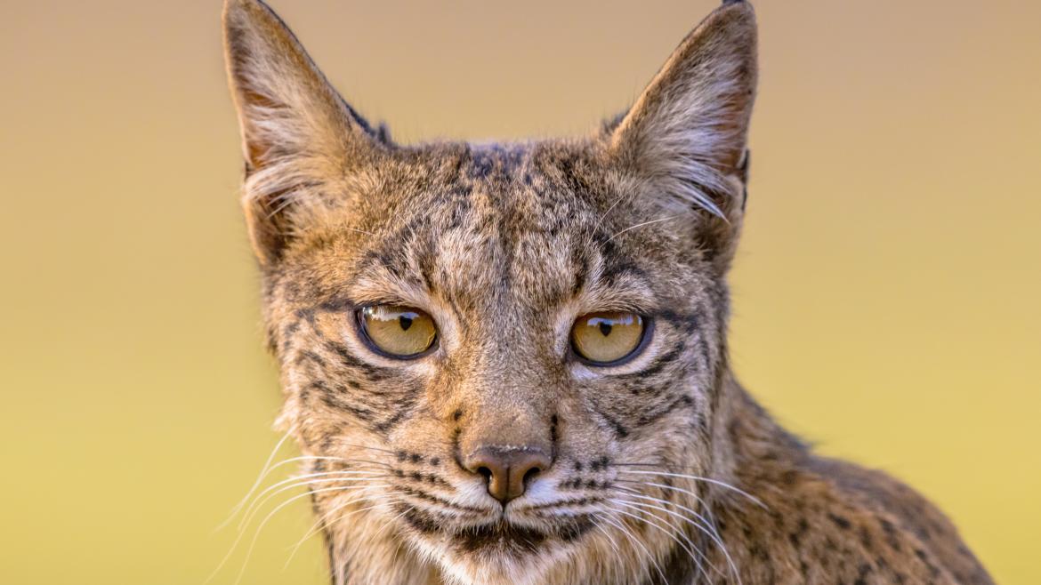 Lince Iberico