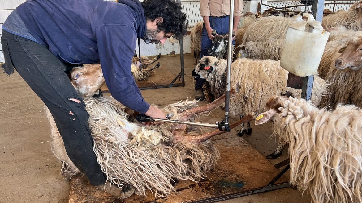 La Comunidad de Madrid celebra una jornada de esquileo para asegurar el bienestar de 300 ovejas ante el calor estival Esquilando a una oveja