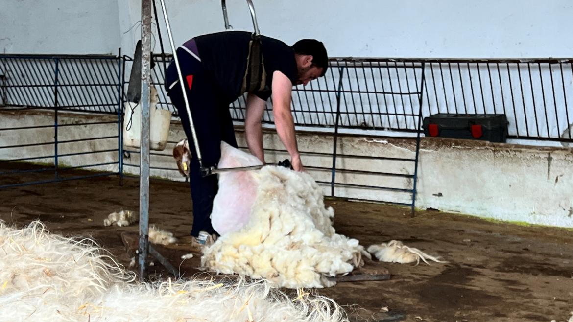 La Comunidad de Madrid preserva la tradición ganadera con el esquileo de 400 ovejas de razas autóctonas Esquileo de ovejas