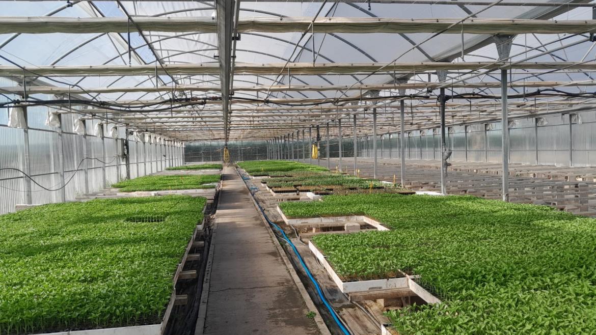 La Comunidad de Madrid reparte 48.000 plantones de variedades hortícolas tradicionales para mantener su producción Reparto de variedades hortícolas del IMIDRA