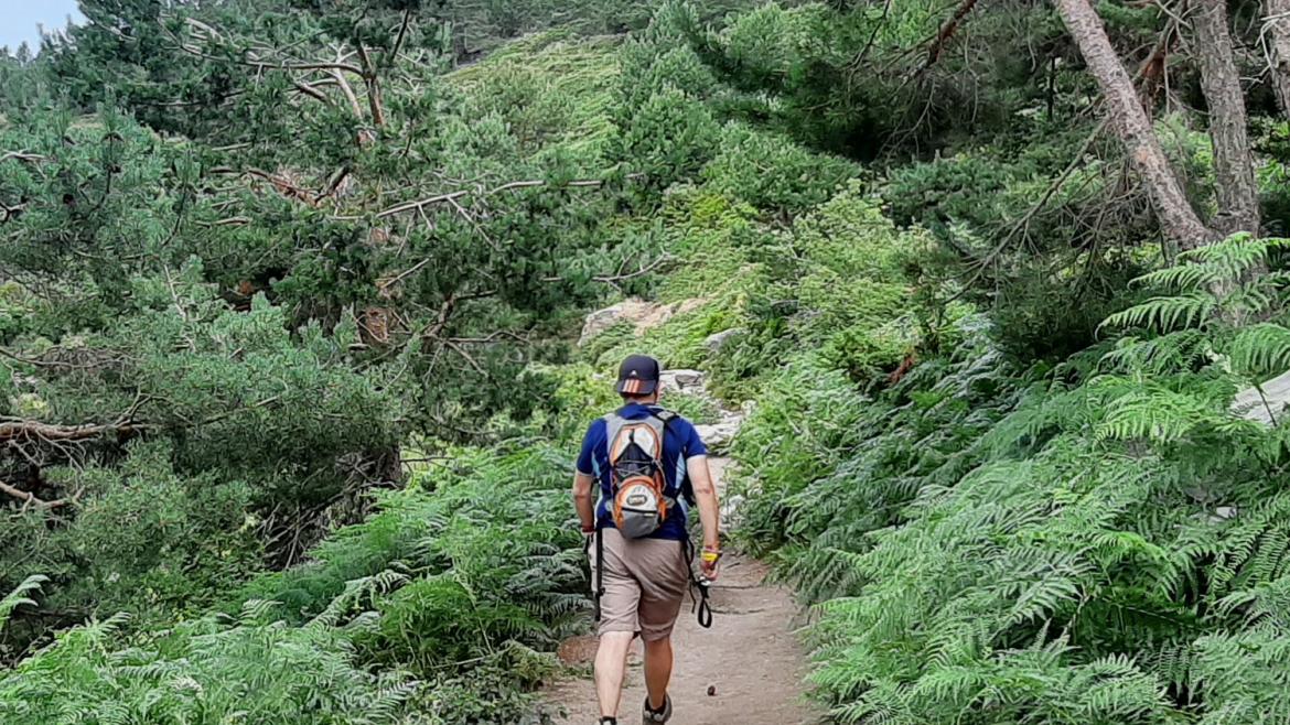Senderista caminando en el bosque, en el kilómetro 13 de la Ruta Verde Peñalara