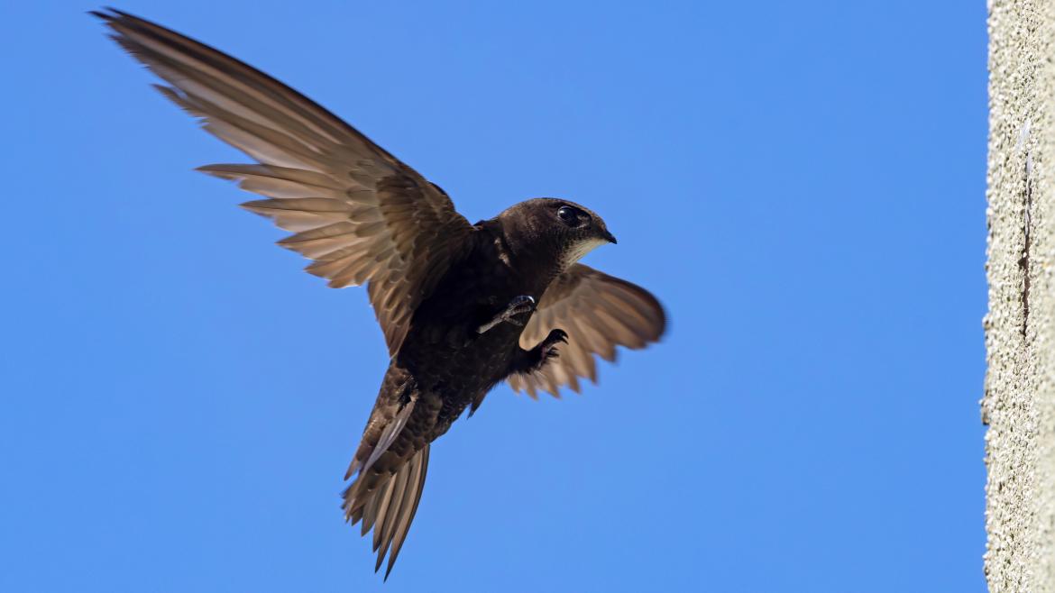 vencejo volando