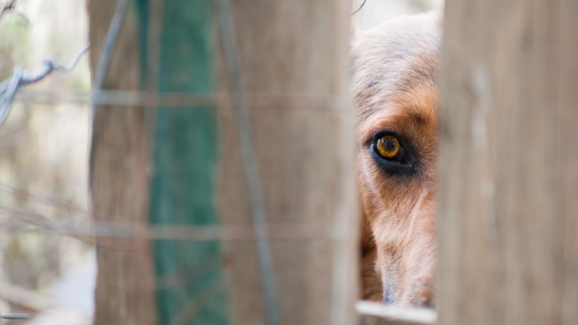 Un perro Un perro se entrevé detrás de una puerta de madera o cerca en la calle