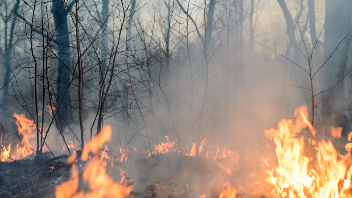 La Comunidad declara Zona de Actuación Urgente los terrenos afectados en el incendio de Cadalso de los Vidrios Bosque en llamas