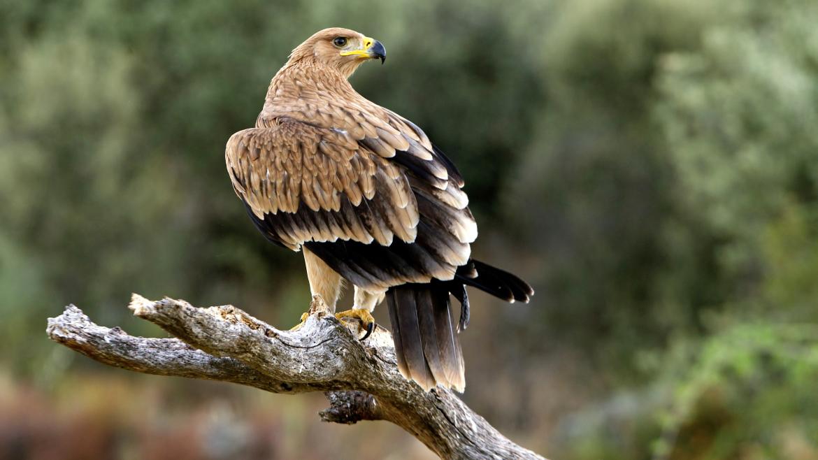 Imagen de un águila imperial