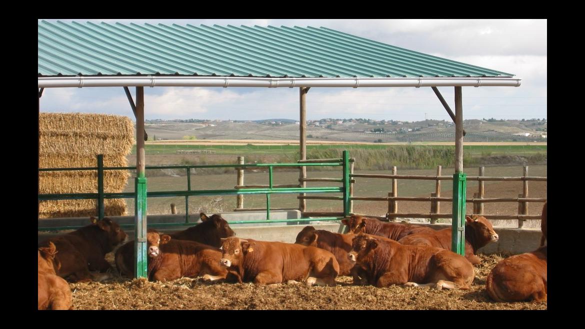 Testaje de bovino vacas en un centro de testaje