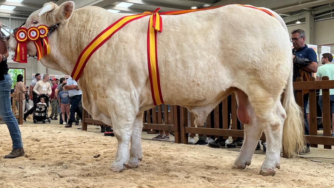 Imagen de cabecera #0 de la página de "Un ejemplar bovino madrileño de raza charolesa, premiado en la mayor feria agropecuaria del país "