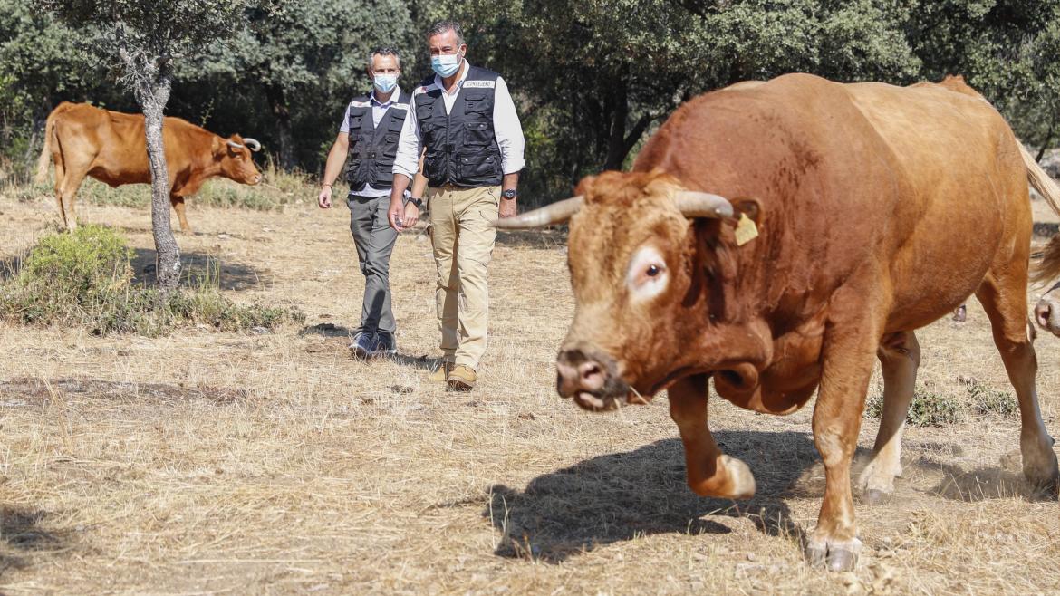 Promovemos el pastoreo controlado como medio para prevenir los incendios forestales a Comunidad de Madrid promueve el pastoreo controlado como medio para prevenir los incendios forestales