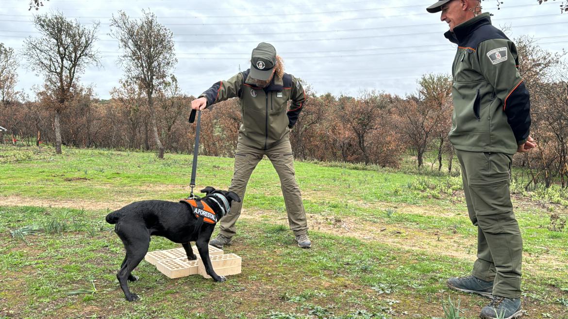 Las Brigadas Especiales de los Agentes Forestales investigan las causas de incendios 