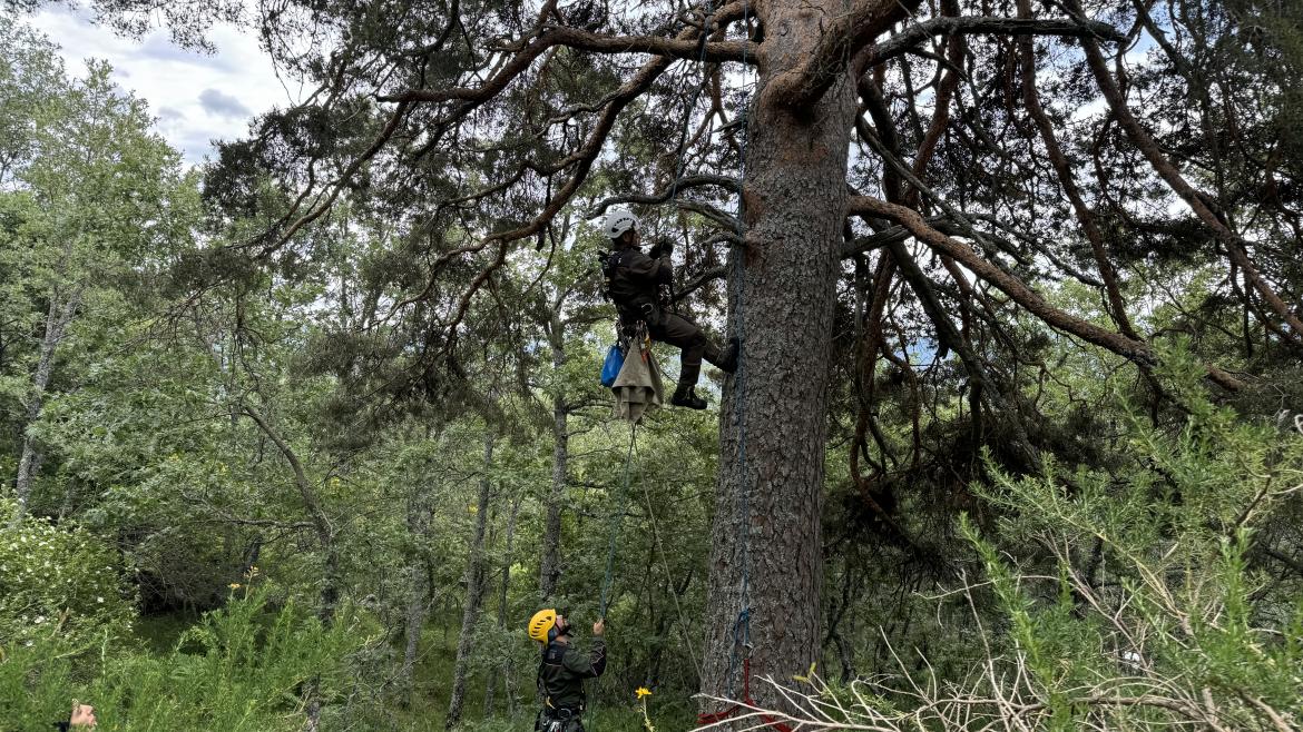 Agentes Forestales protegiendo aves