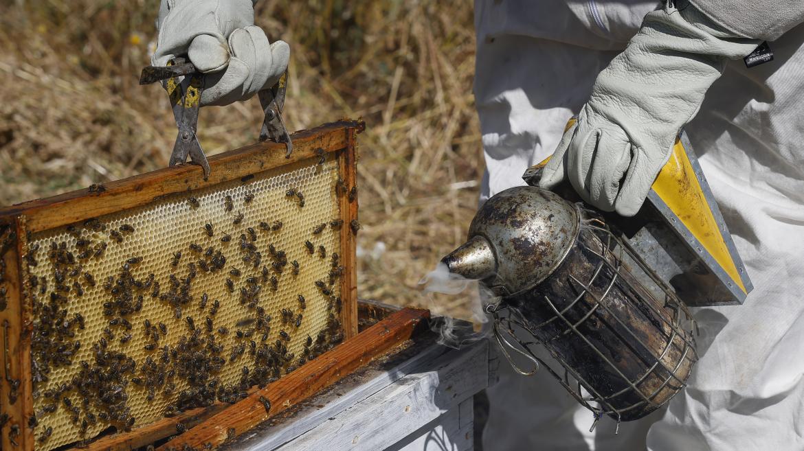 bombero interviene en enjambre de abejas sin colmena enjambre de abejas sin colmena