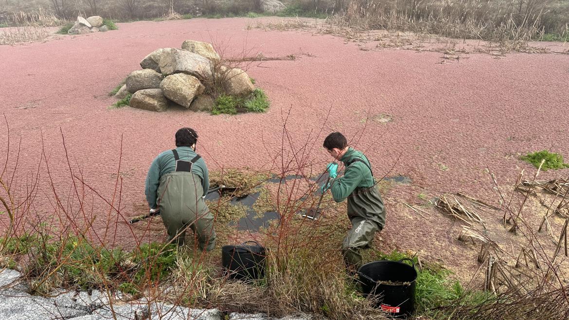 Profesionales retirando helecho de agua 